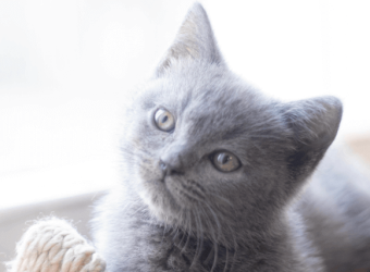 How to Ease a Kitten Into A New Home With Stunning Success