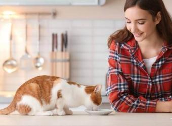 Thinking of Making Your Cat&#039;s Food? Read This First