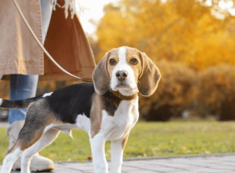 Dog Gone It! How to Master the Leash and Get a Polite Walker