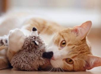 Looking for a Purr-fect Holiday Gift? Check Out These 5 Fun and Safe Toys for Cats!