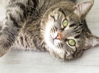 7 Ways to Keep Your Indoor Kitty Lively, Lean, and Ready For a Long Life