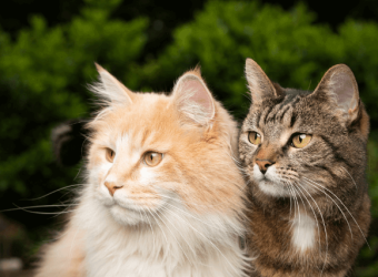 How to Spot the Personality Differences Between Male and Female Cats